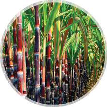 Sugar cane